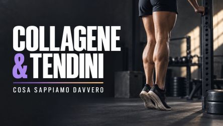 Atleta durante un sollevamento dei talloni in palestra; collagene e tendini, cosa sappiamo davvero.